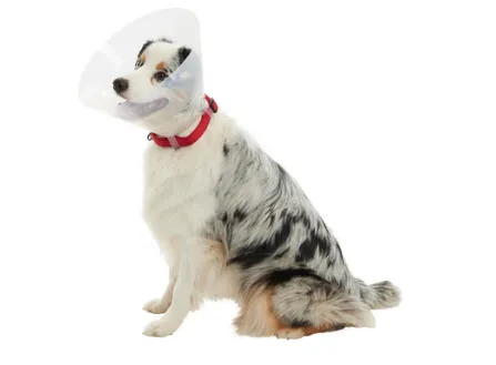 Límec ochranný plast CLASIC Collar 12,5cm 1ks