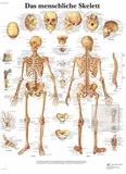 Anatomická tabulka kostra 50 x 67 cm