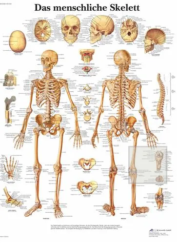 Anatomická tabulka kostra-německy 50 x 67 cm