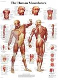 Anatomická tabulka svaly 50 x 67 cm