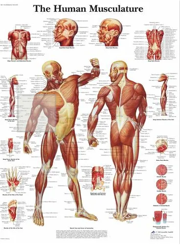 Anatomická tabulka svaly 50 x 67 cm