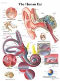 Anatomická tabulka lidského ucha 