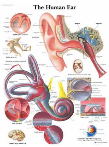 Anatomická tabulka lidského ucha 