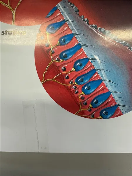 Anatomická tabulka lidského ucha-výprodej 