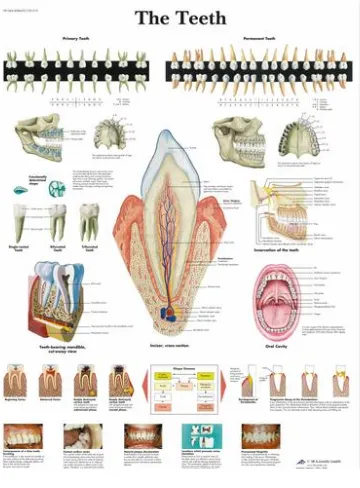 Anatomická tabulka zuby