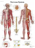 Anatomická tabulka schéma nervového systému 50 x 67 cm