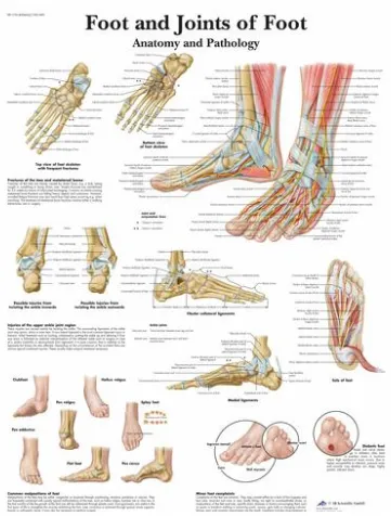 Anatomická tabulka masáží reflexních zón chodidel