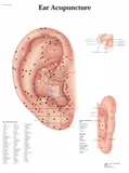 Anatomická tabulka graf akupunktury ucha