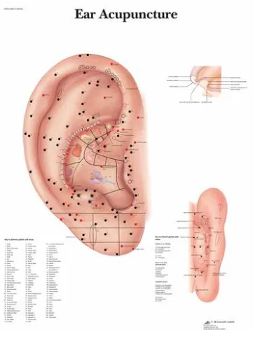 Anatomická tabulka graf akupunktury ucha