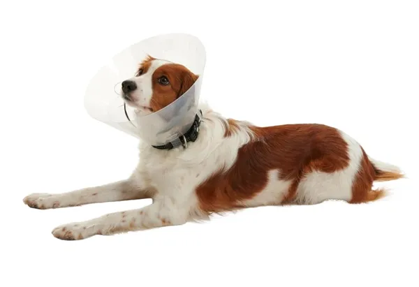 Límec ochranný plast CLIC Collar 20cm 1ks