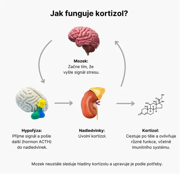 BrainMax Cortisol Stress Support, komplex pro zvládání stresu, 60 rostlinných kapslí