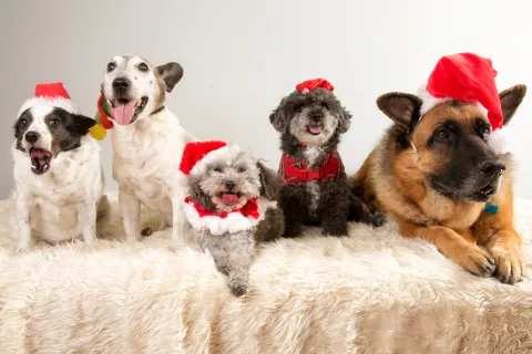 Vánoční tipy na dárky pro mazlíčky